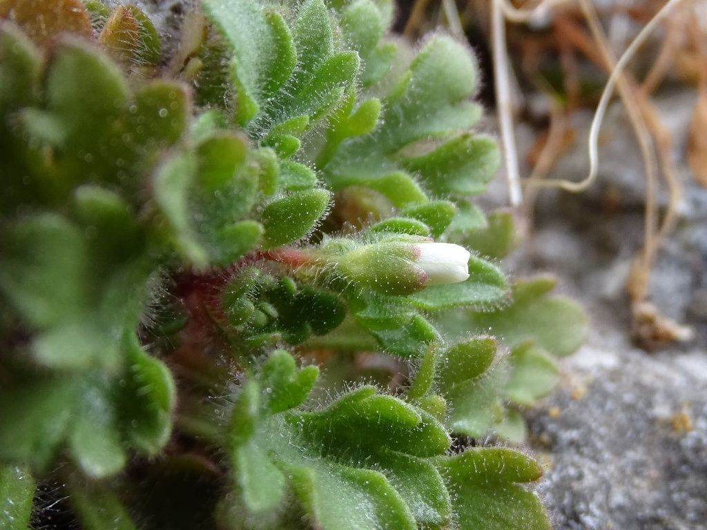 Saxifraga petraea / Sassifraga dei muri